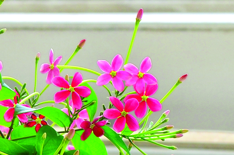 ইসলামি চিন্তায় প্রেম