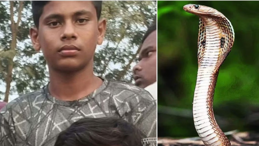 গরুর জন্য মশারি টানাতে গিয়ে সাপের কামড়ে প্রাণ গেল হেফজ বিভাগের ছাত্র মেহেদির